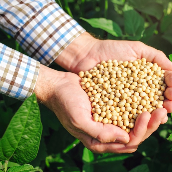 Golden Moon Milk 3 Packs 3 OZ - 9 OZ 100% All Natural Soy Wax Melt Toxin Free - Picture 11 of 13